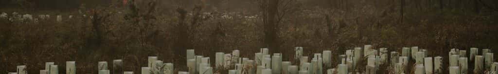 Tree trunks and foliage