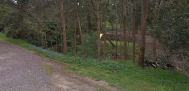 Paved track beside dense vegetation