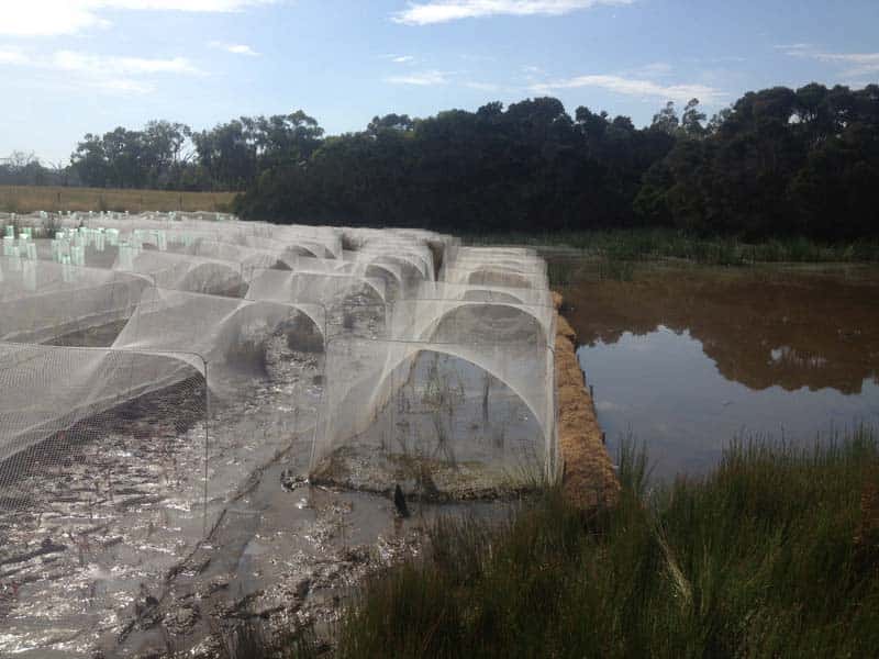 Protective netting on a lakeshore