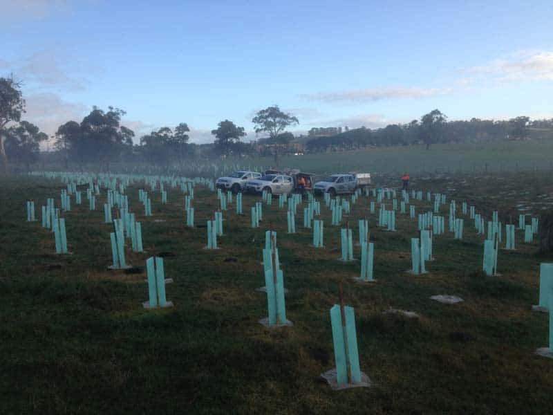 Rows of green tree guards beside water