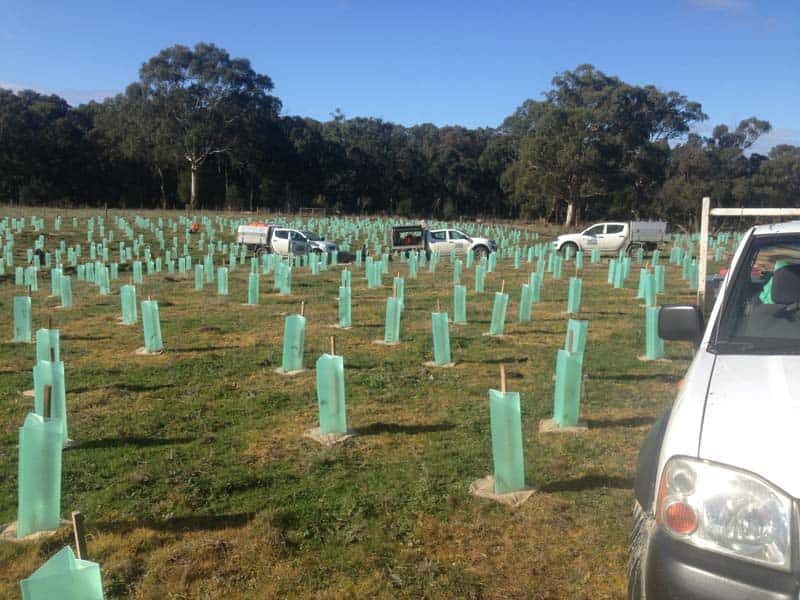 Green tree guards across a planting site