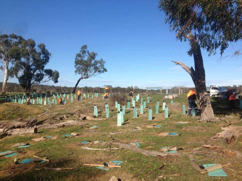 Young trees protected by green guards