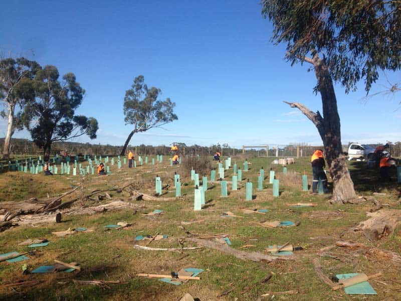 Revegetation site with green tree guards