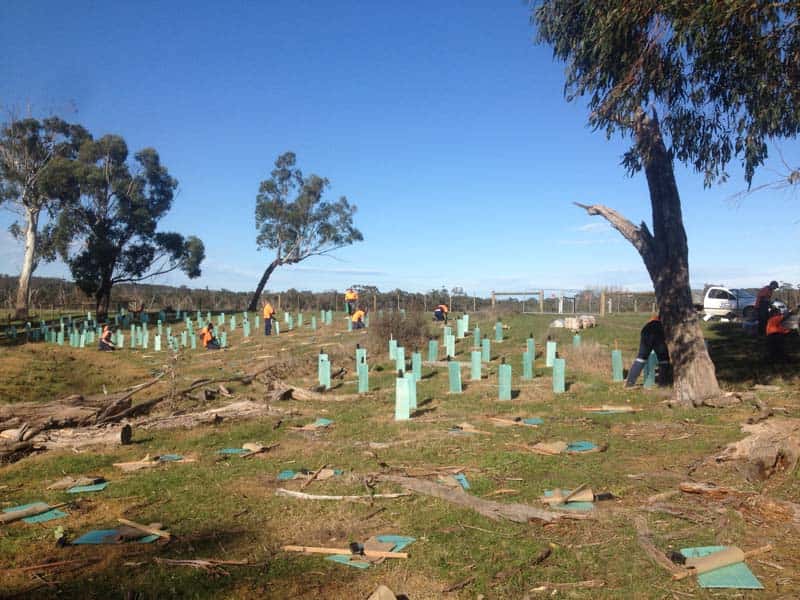 Green tree guards across a planting site