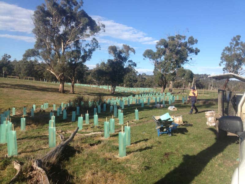 Workers among young plants in tree guards