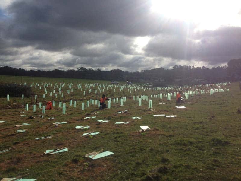Tree guards across an open field