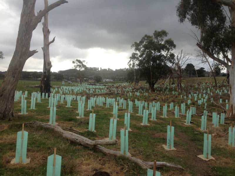 Young plants in tree guards beneath mature trees