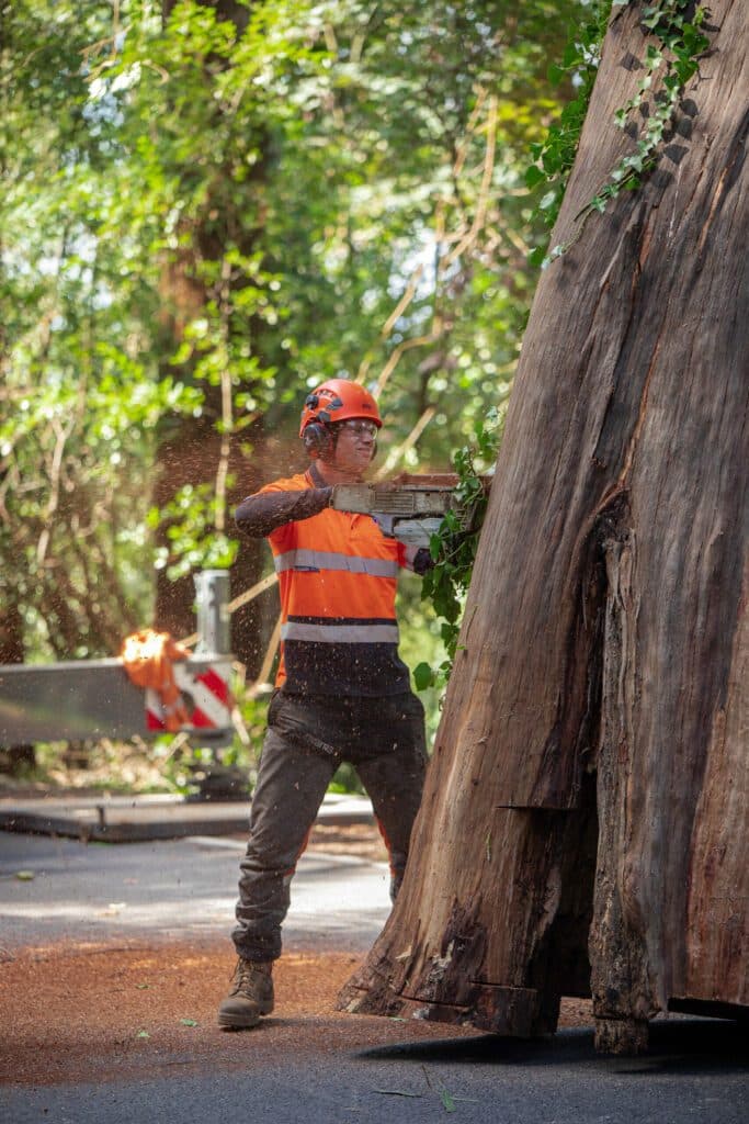 Arborist cutting large tree trunk