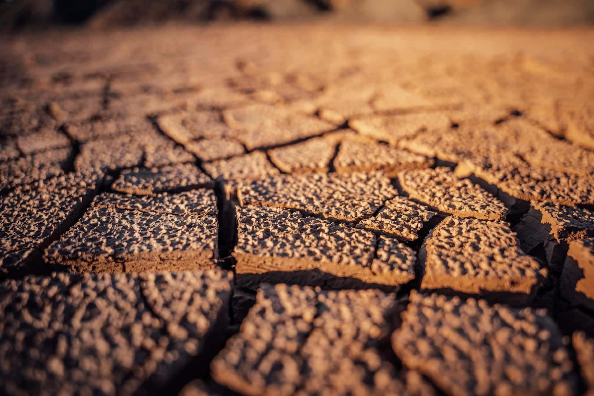 Cracked dry earth texture
