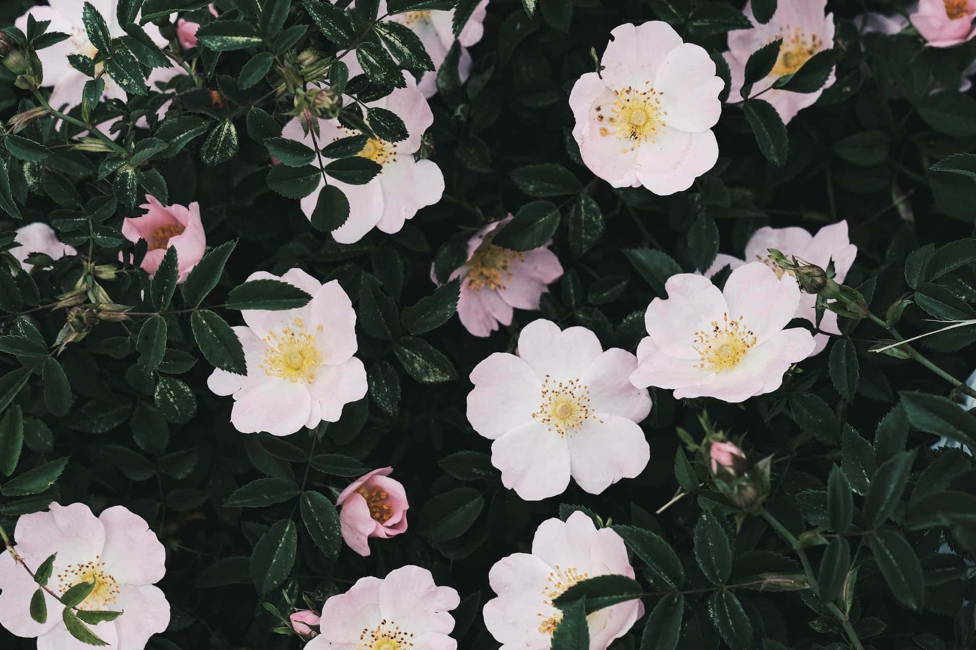 Pink dog roses blooming