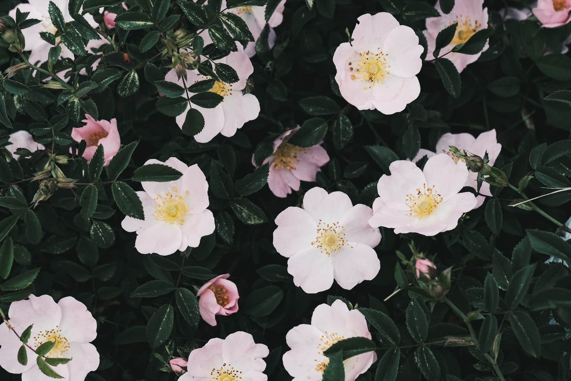 Pink dog roses blooming