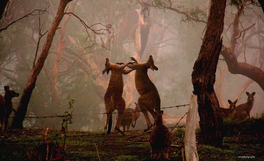 Kangaroo fight in misty forest