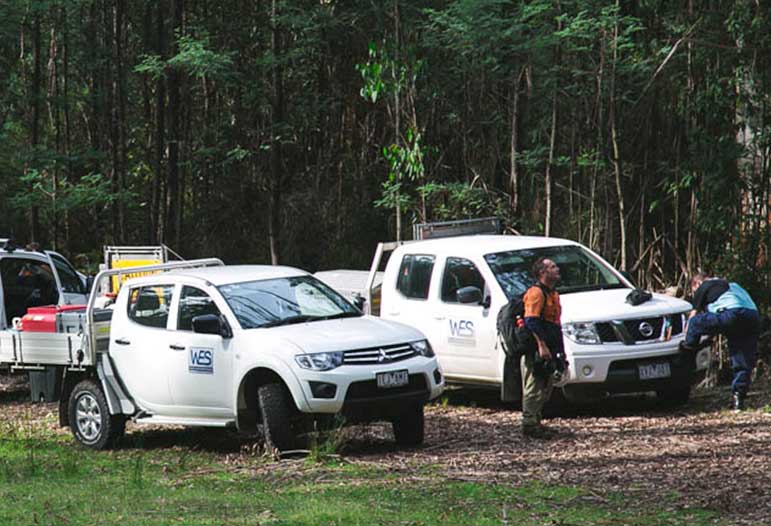 White pickup trucks in forest