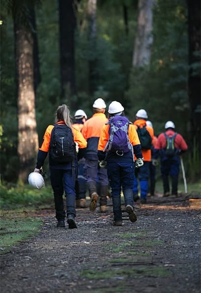 Crew in safety helmets beneath tall trees