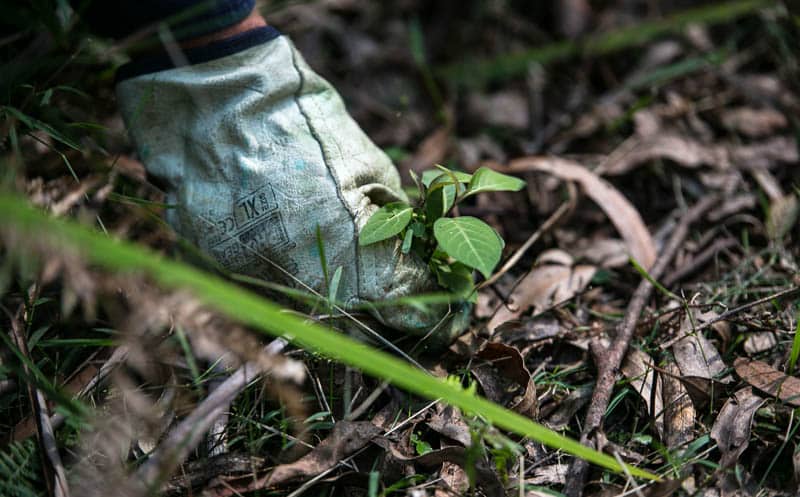 Gloved hand removing small plant