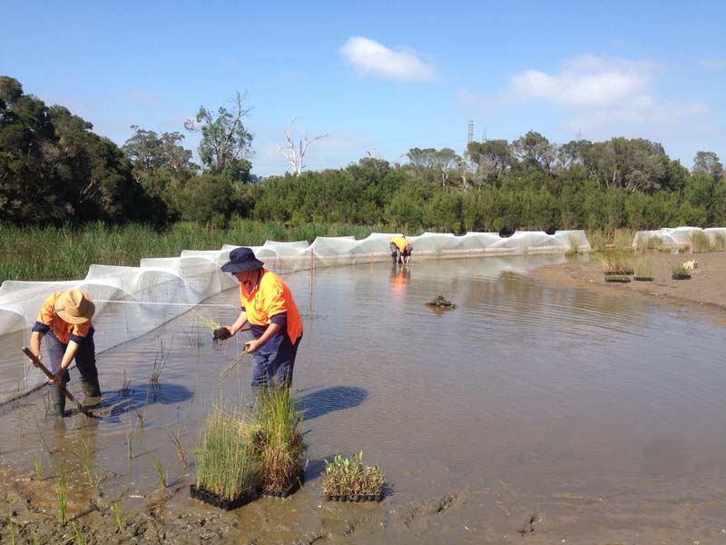 Restoration workers planting wetland vegetation