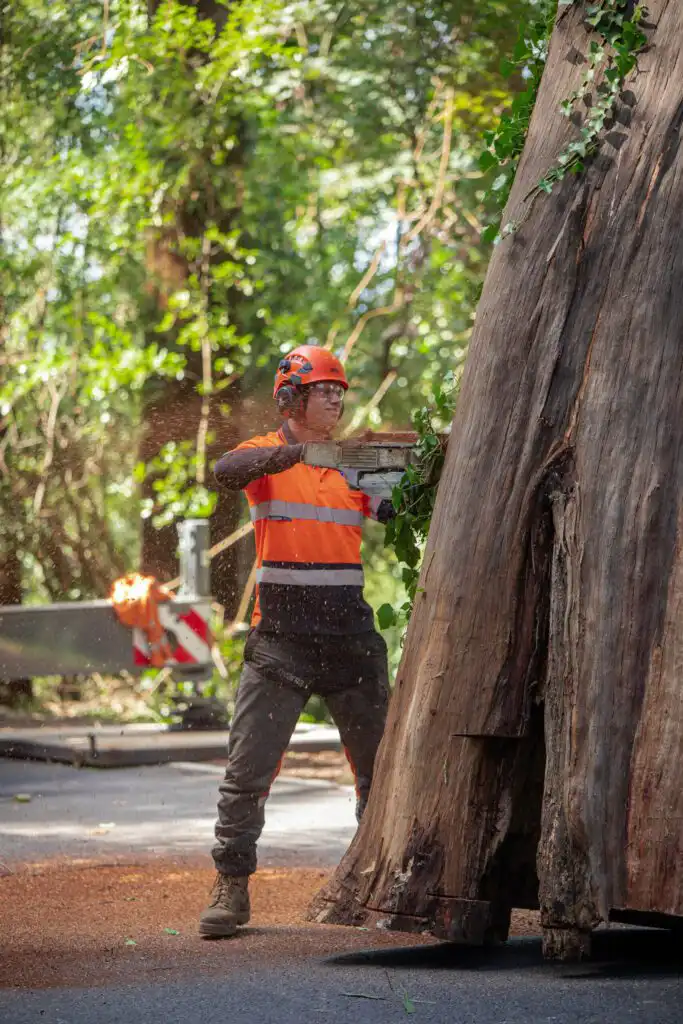 Arborist cutting large tree trunk