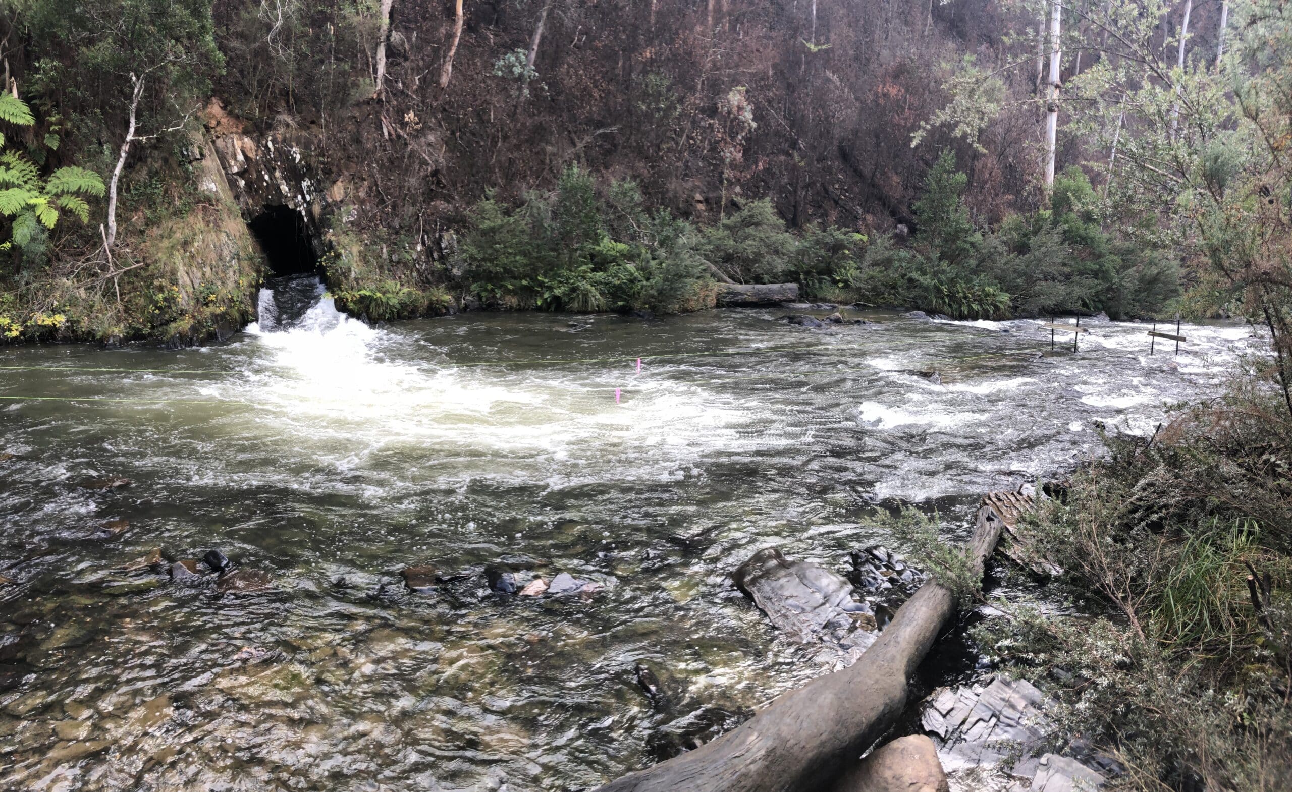 Forest stream with rocky banks